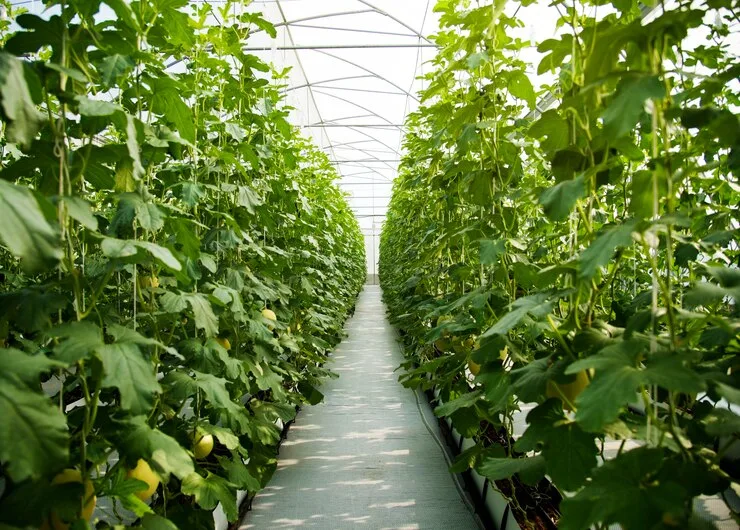 What Is Vertical Farming? 1 Vertical Farming